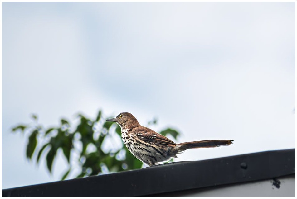 새 쫓기, 창가 방해 요소를 없애는 효과적인 방법
