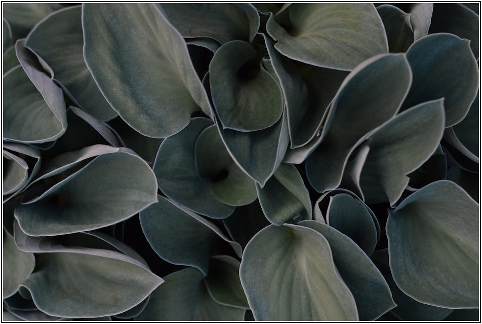 밴쿠버 이민, 비자 종류별 절차 및 준비 사항 총정리