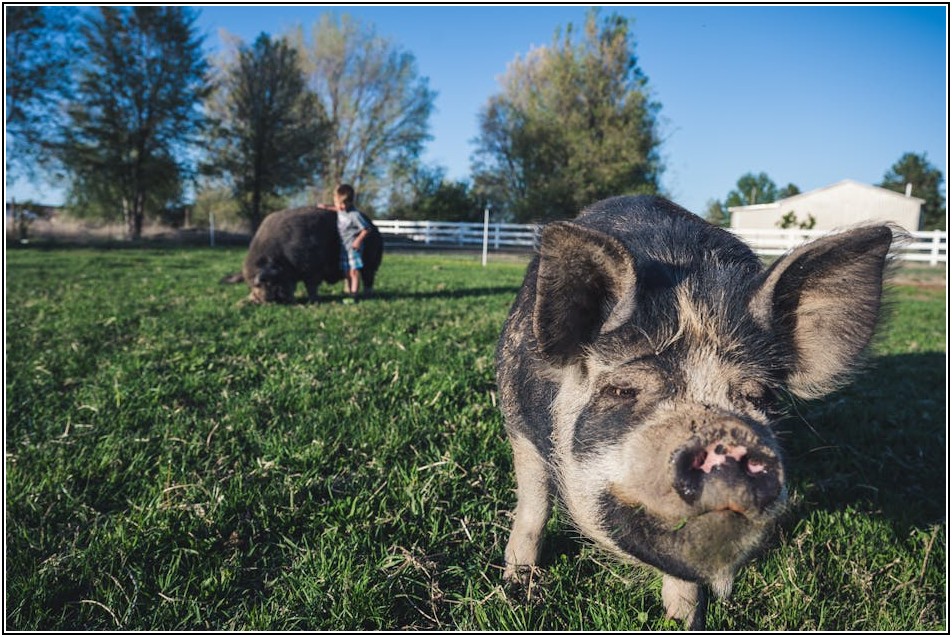 부경양돈의 혁신, 친환경 양돈 기술의 모든 것