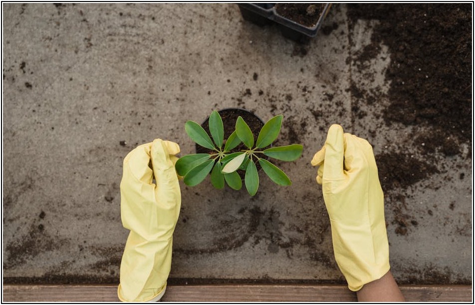 화분 정리 비용 걱정 끝! 재활용과 활용법 총정리