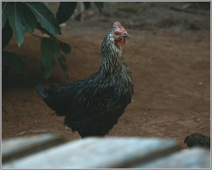 농업회사법인, 성공적인 설립과 운영 가이드