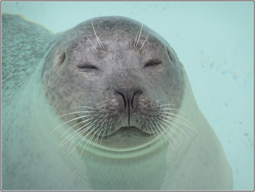 오래된 돌도장, 그 속에 숨겨진 역사와 문화