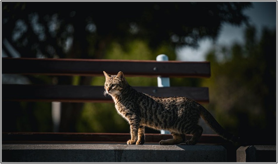 전문가급 사진 배경 합성, 쉬운 꿀팁 대방출