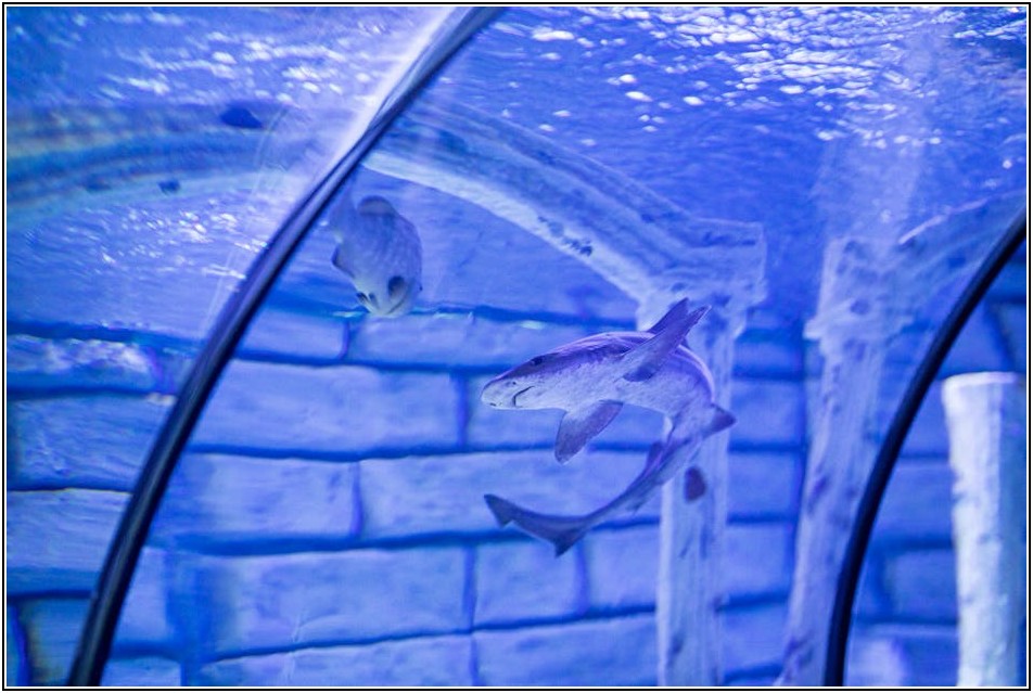 당진 정화조 청소, 환경 보호를 위한 필수 선택