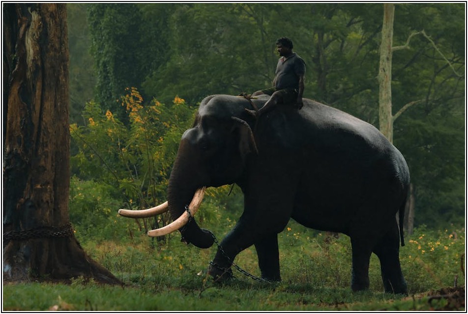 종류별 체인벨트 특징 완벽 분석: 현명한 선택 가이드