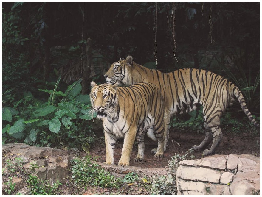 동네 사랑방, 부산 호랭이의 발자취