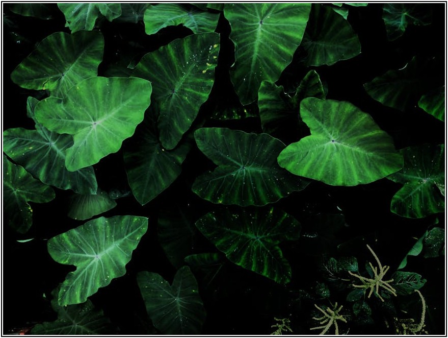 꿈을 향한 도전, 베트남 영어 캠프 완벽 가이드