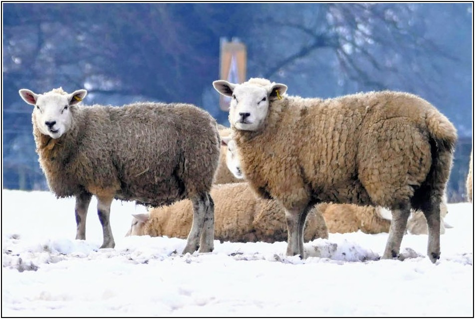 AI 챗봇 구글 제미니, 똑똑하게 사용하는 비법