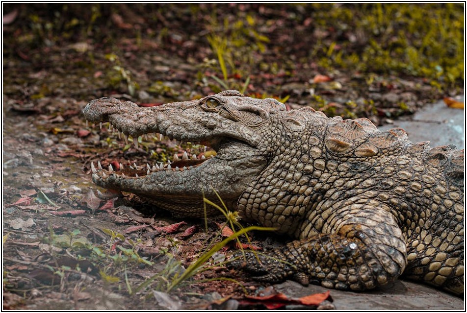 프레데터 P3, 윈도우 드라이버 설치 완벽 가이드