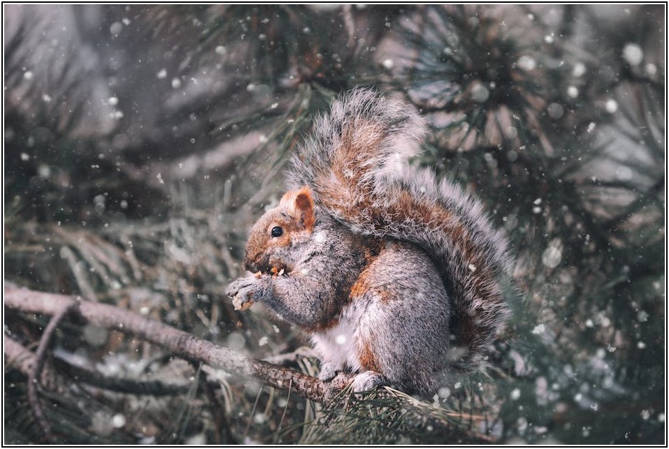냉동 돼지고기, 신선함 오래 유지하는 보관법