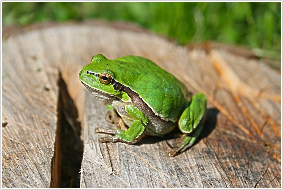 신비로운 생명 탄생: 올챙이 개구리 성장 이야기