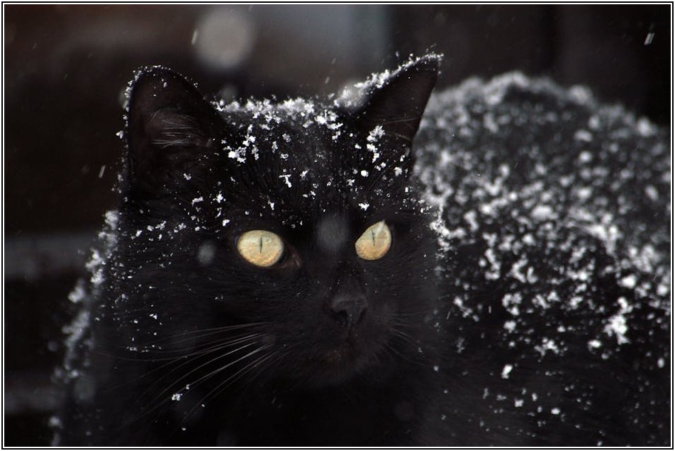 4℃ 냉면, 실패 없는 재료 궁합과 특별한 맛내기