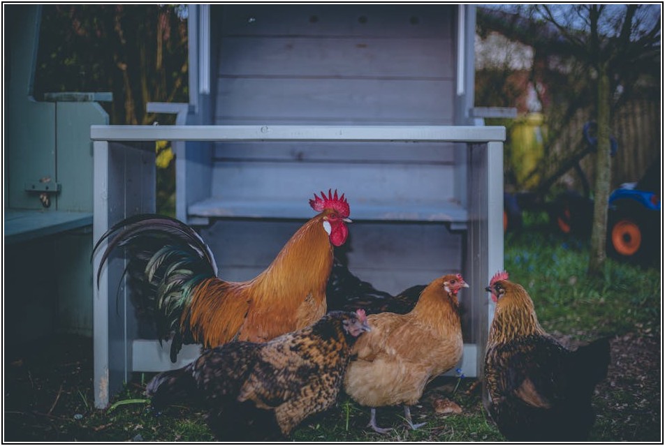 고향의 맛 그대로, 전국 통닭 맛집 BEST 5